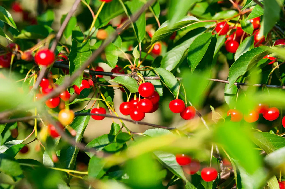 The Science Behind Tart Cherry Juice and Sleep: Does It Really Help?